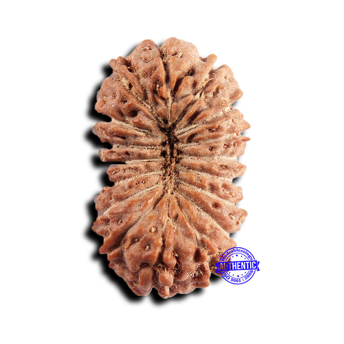 17 Mukhi Rudraksha from Indonesia - Bead No. 246