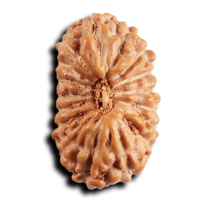 17 Mukhi Rudraksha from Indonesia - Bead No. 248