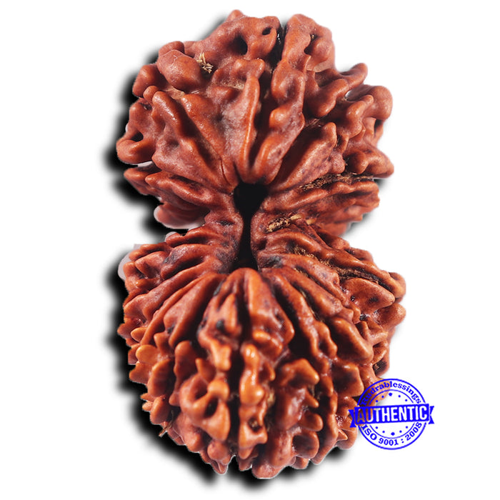 17 Mukhi Nepalese Rudraksha - Bead No. 68