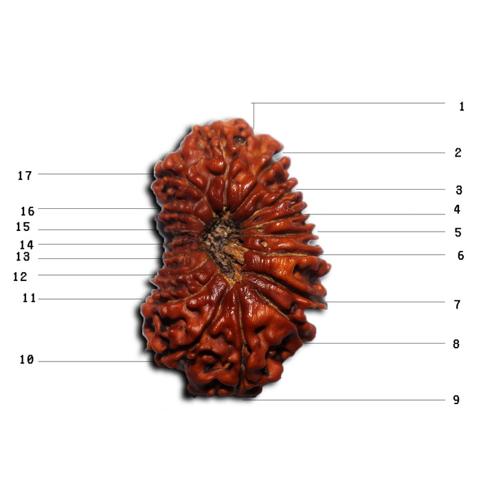 17 Mukhi Nepalese Rudraksha - Bead No. 69