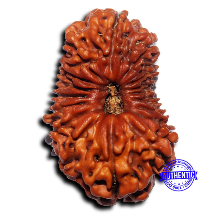 17 Mukhi Nepalese Rudraksha - Bead No. 69