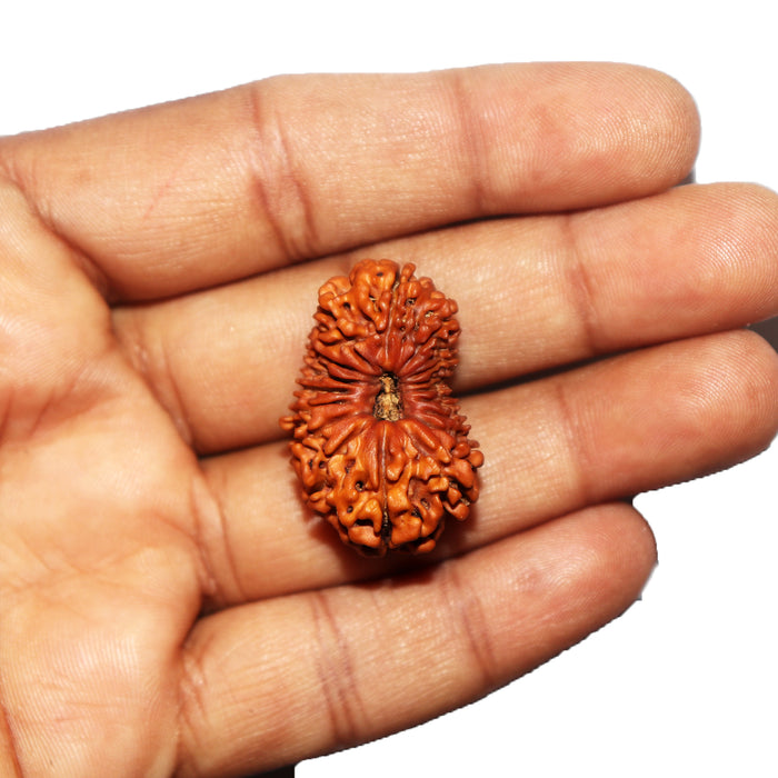 17 Mukhi Nepalese Rudraksha - Bead No. 69