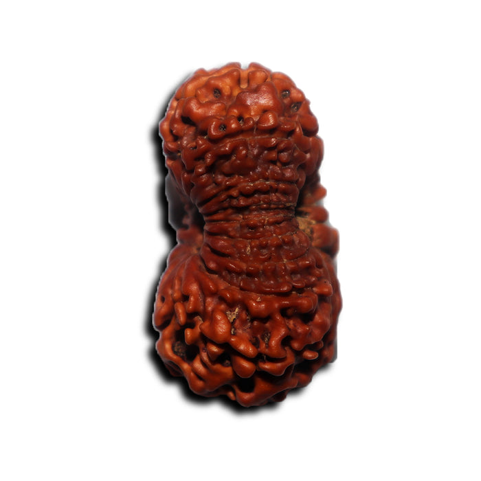17 Mukhi Nepalese Rudraksha - Bead No. 69