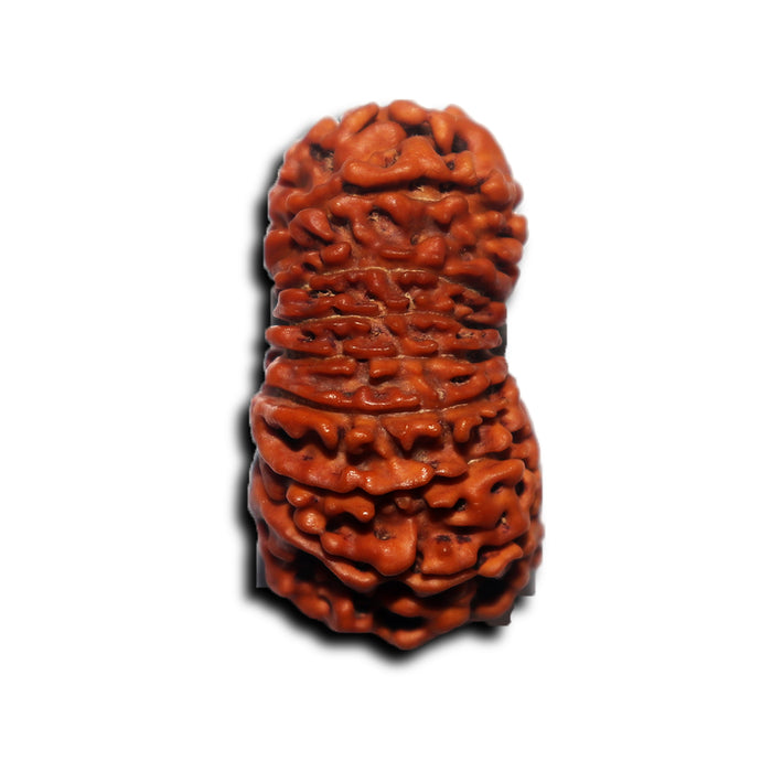 17 Mukhi Nepalese Rudraksha - Bead No. 69