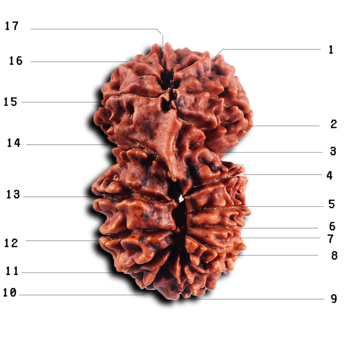 17 Mukhi Nepalese Rudraksha - Bead No. 68