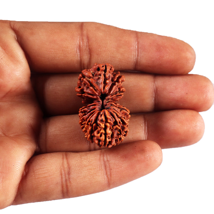 17 Mukhi Nepalese Rudraksha - Bead No. 68