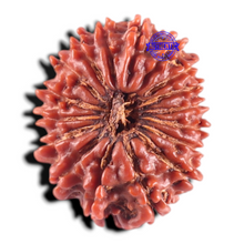 Load image into Gallery viewer, 17 Mukhi Nepalese Rudraksha - Bead No. 21
