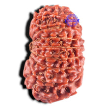 Load image into Gallery viewer, 17 Mukhi Nepalese Rudraksha - Bead No. 21
