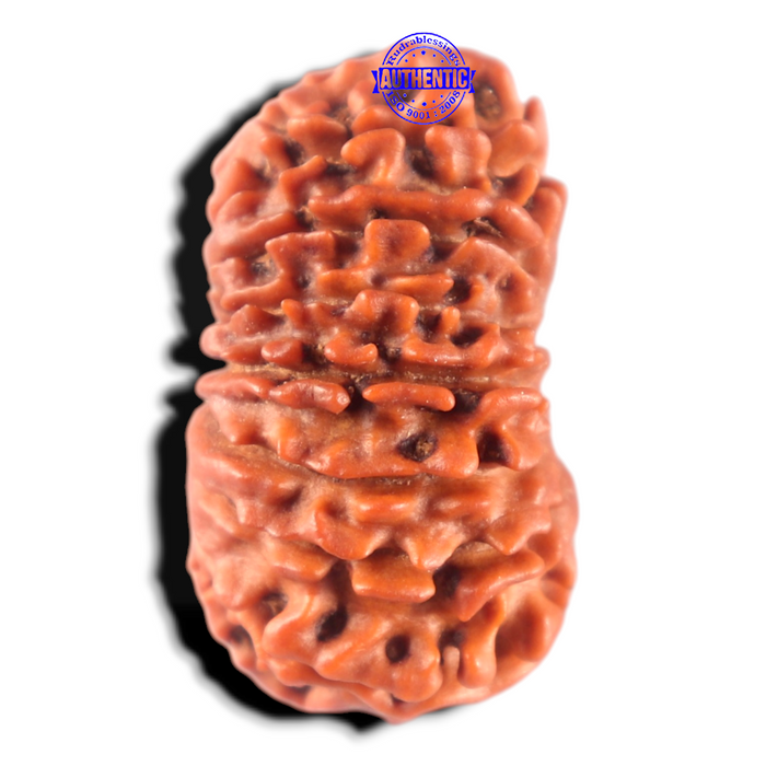 17 Mukhi Nepalese Rudraksha - Bead No. 63