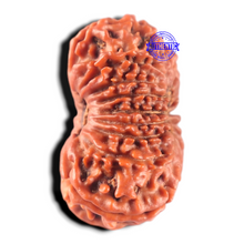 Load image into Gallery viewer, 17 Mukhi Nepalese Rudraksha - Bead No. 63
