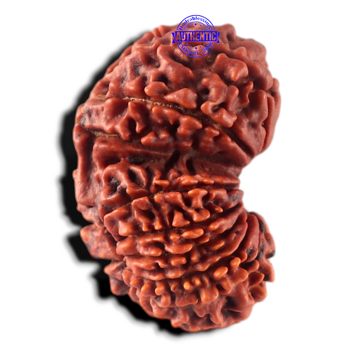 17 Mukhi Nepalese Rudraksha - Bead No. 68