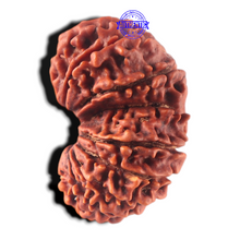 Load image into Gallery viewer, 17 Mukhi Nepalese Rudraksha - Bead No. 68
