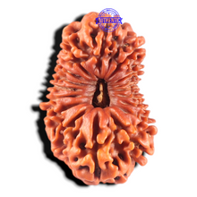 Load image into Gallery viewer, 17 Mukhi Nepalese Rudraksha - Bead No. 69
