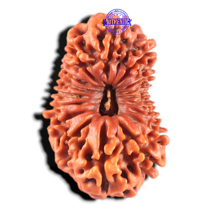 17 Mukhi Nepalese Rudraksha - Bead No. 69