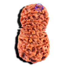 Load image into Gallery viewer, 17 Mukhi Nepalese Rudraksha - Bead No. 69
