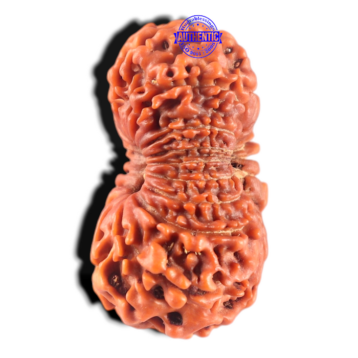 17 Mukhi Nepalese Rudraksha - Bead No. 69