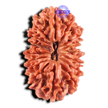 Load image into Gallery viewer, 17 Mukhi Nepalese Rudraksha - Bead No. 70
