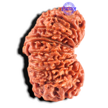 Load image into Gallery viewer, 17 Mukhi Nepalese Rudraksha - Bead No. 70
