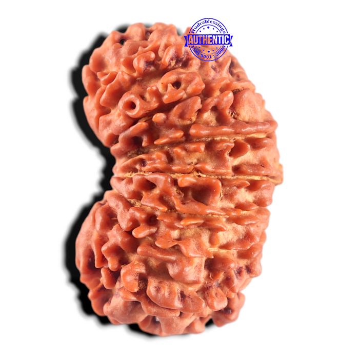 17 Mukhi Nepalese Rudraksha - Bead No. 70