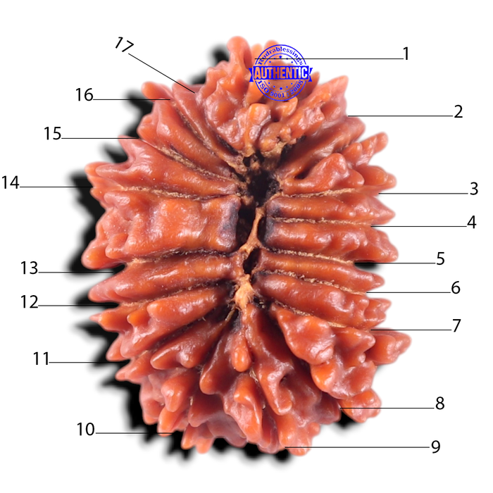 17 Mukhi Nepalese Rudraksha - Bead No. 71