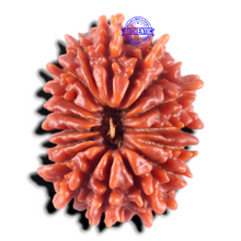 Load image into Gallery viewer, 17 Mukhi Nepalese Rudraksha - Bead No. 71
