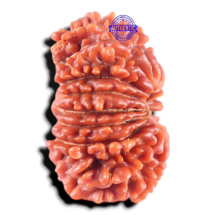 17 Mukhi Nepalese Rudraksha - Bead No. 71