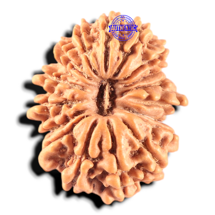 17 Mukhi Nepalese Rudraksha - Bead No. 74