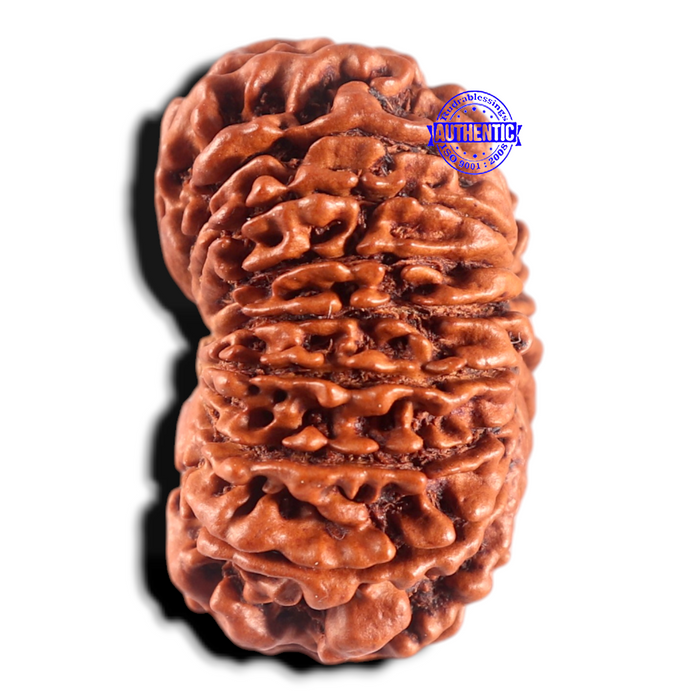 17 Mukhi Nepalese Rudraksha - Bead No. 76