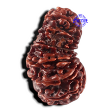 Load image into Gallery viewer, 17 Mukhi Nepalese Rudraksha - Bead No. 79
