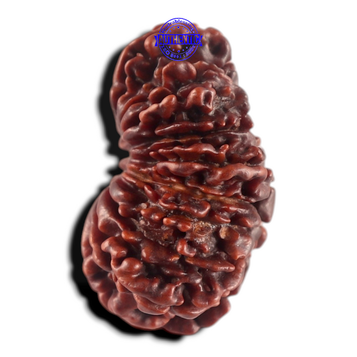 17 Mukhi Nepalese Rudraksha - Bead No. 79