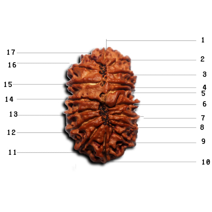 17 Mukhi Nepalese Rudraksha - Bead No. 70