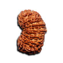 Load image into Gallery viewer, 17 Mukhi Nepalese Rudraksha - Bead No. 70

