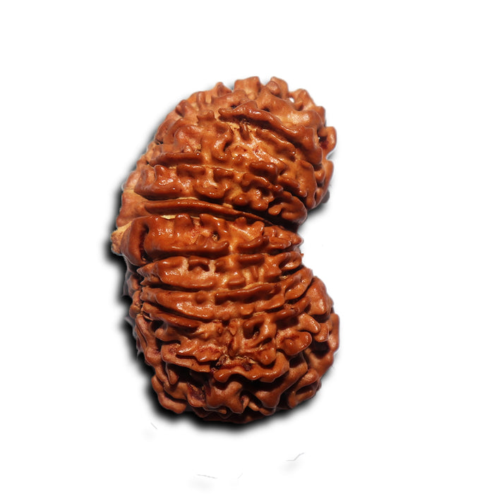 17 Mukhi Nepalese Rudraksha - Bead No. 70