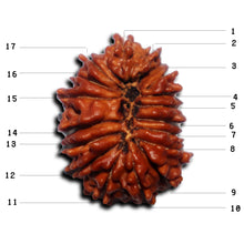 Load image into Gallery viewer, 17 Mukhi Nepalese Rudraksha - Bead No. 71
