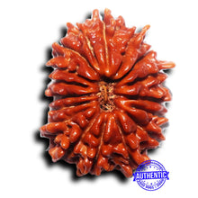 Load image into Gallery viewer, 17 Mukhi Nepalese Rudraksha - Bead No. 71
