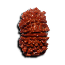 Load image into Gallery viewer, 17 Mukhi Nepalese Rudraksha - Bead No. 71
