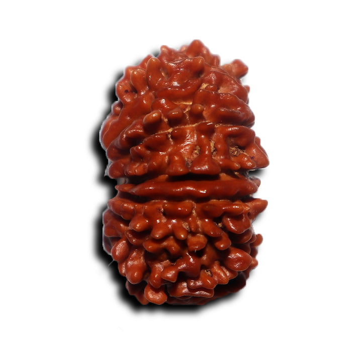 17 Mukhi Nepalese Rudraksha - Bead No. 71