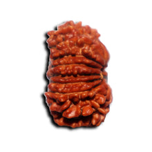 Load image into Gallery viewer, 17 Mukhi Nepalese Rudraksha - Bead No. 71
