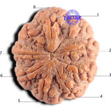 Load image into Gallery viewer, 8 Mukhi Rudraksha from Indonesia - Bead No. 17
