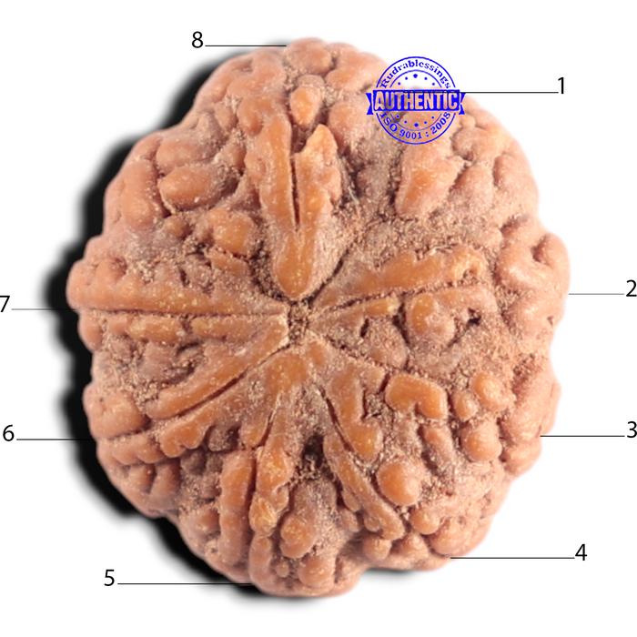 8 Mukhi Rudraksha from Indonesia - Bead No. 17