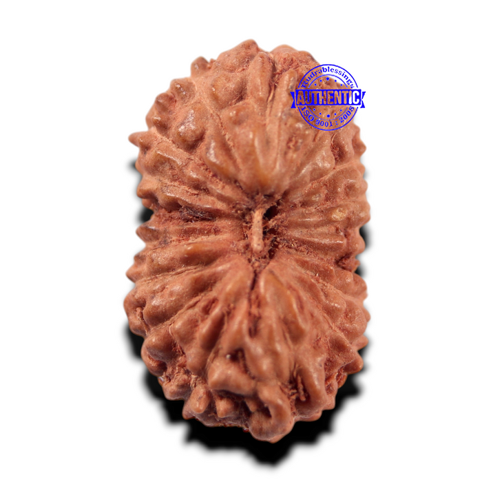 17 Mukhi Rudraksha from Indonesia - Bead No. 283