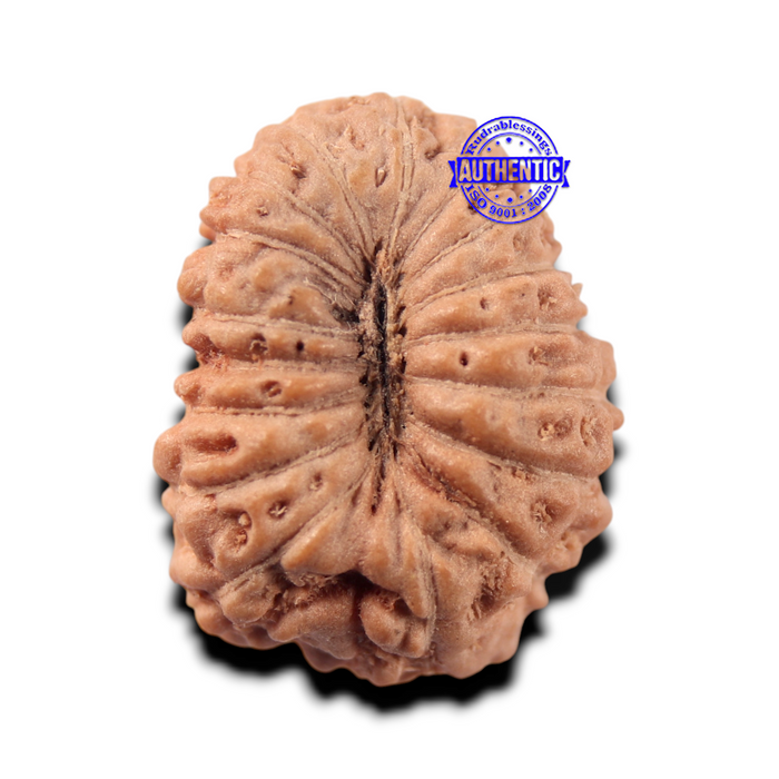17 Mukhi Rudraksha from Indonesia - Bead No. 282