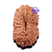 Load image into Gallery viewer, 17 Mukhi Rudraksha from Indonesia - Bead No. 283
