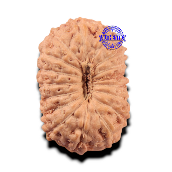 17 Mukhi Rudraksha from Indonesia - Bead No. 284