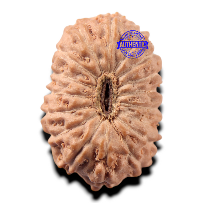 17 Mukhi Rudraksha from Indonesia - Bead No. 289