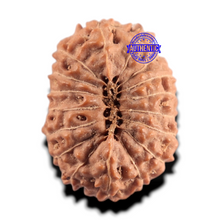 Load image into Gallery viewer, 17 Mukhi Rudraksha from Indonesia - Bead No. 292
