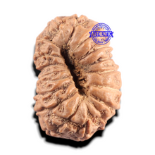 Load image into Gallery viewer, 17 Mukhi Rudraksha from Indonesia - Bead No. 296
