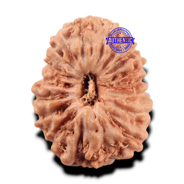 17 Mukhi Rudraksha from Indonesia - Bead No. 282