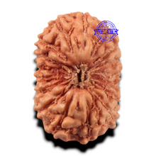 Load image into Gallery viewer, 17 Mukhi Rudraksha from Indonesia - Bead No. 284
