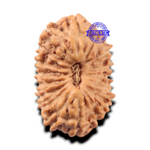 Load image into Gallery viewer, 17 Mukhi Rudraksha from Indonesia - Bead No. 288

